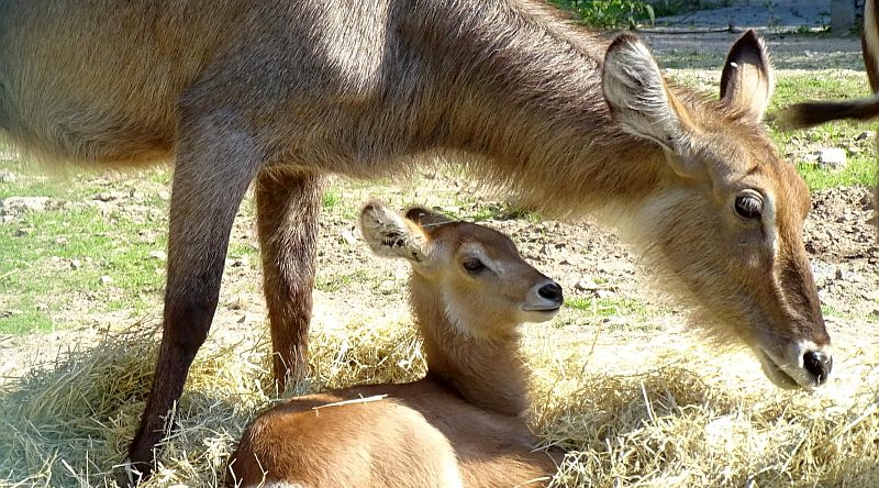 Ellipsen-Wasserbock im Tierpark Berlin geboren - Aktuelles aus Tierpark Berlin und Zoo Berlin - Freunde Hauptstadtzoos - Förderverein - Helfen