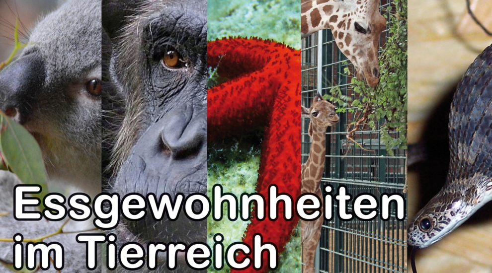 Essgewohnheiten - Tierreich - Tierwissen - Tiere - Tierlexikon - Freunde Hauptstadtzoos
