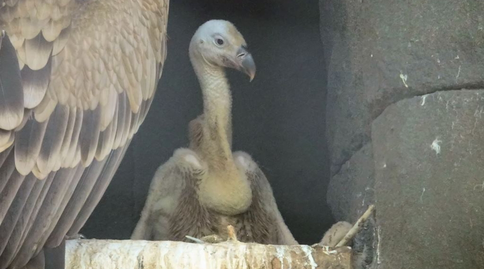 Gänsegeier - Aktuelles Tierpark Berlin und Zoo Berlin - Freunde Hauptstadtzoos - Förderverein