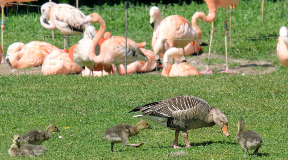 alt-"Graugänse - Aktuelles Tierpark Berlin und Zoo Berlin - Freunde Hauptstadtzoos - Förderverein"