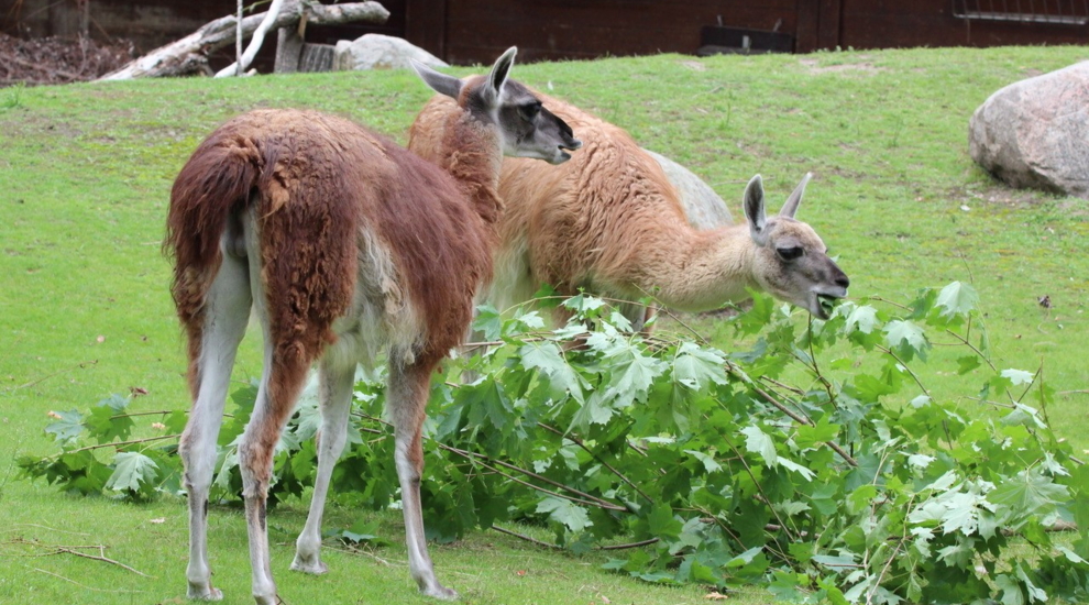 alt-"Guanako - Aktuelles Tierpark Berlin und Zoo Berlin - Freunde Hauptstadtzoos - Förderverein"