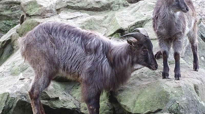 Himalaya-Tahr - Jungtiere - Zoo Berlin - Aktuelles Tierpark Berlin und Zoo Berlin - Freunde Hauptstadtzoos - Förderverein