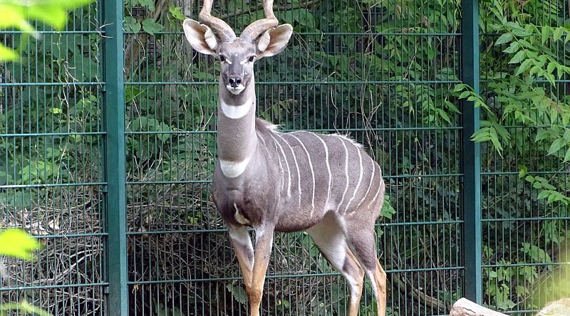Kleiner Kudu im Tierpark Berlin