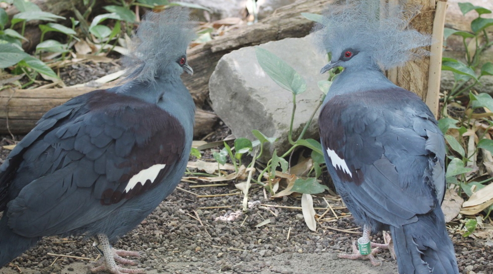 Krontauben - Aktuelles Tierpark Berlin und Zoo Berlin - Freunde Hauptstadtzoos - Förderverein
