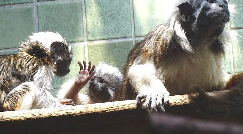 Lisztäffchen - Krallenaffen - Aktuelles Tierpark Berlin und Zoo Berlin - Freunde Hauptstadtzoos - Förderverein