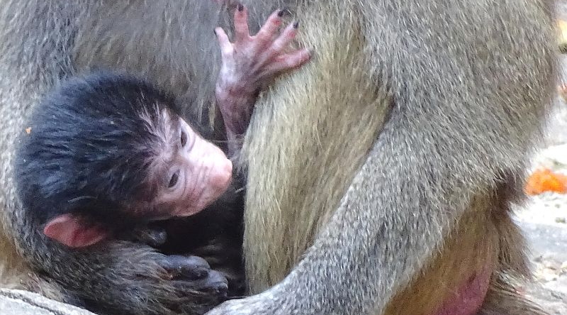 Nachwuchs bei den Mantelpavianen im Zoo Berlin - Aktuelles aus Tierpark Berlin und Zoo Berlin - Freunde Hauptstadtzoos