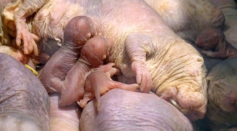 Nackmull - Aktuelles Tierpark Berlin und Zoo Berlin - Freunde Hauptstadtzoos - Förderverein