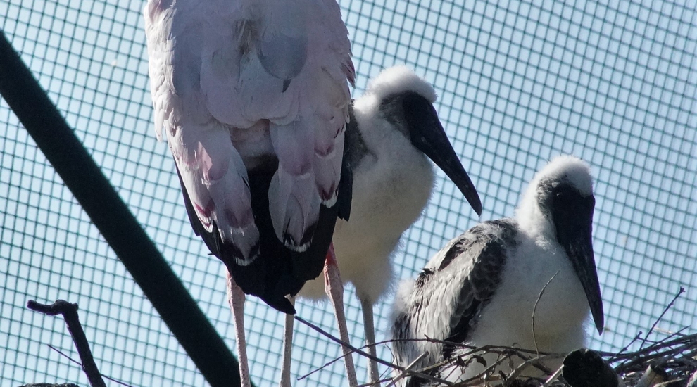 Nimmersatt - Aktuelles Tierpark Berlin und Zoo Berlin - Freunde Hauptstadtzoos - Förderverein