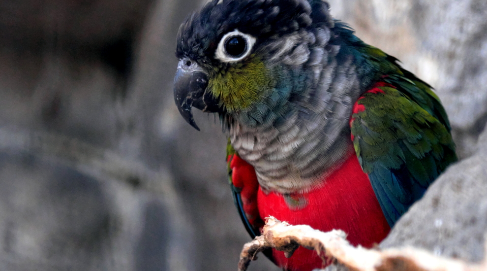 Rotbauchsittich - Aktuelles Tierpark Berlin und Zoo Berlin - Freunde Hauptstadtzoos - Förderverein