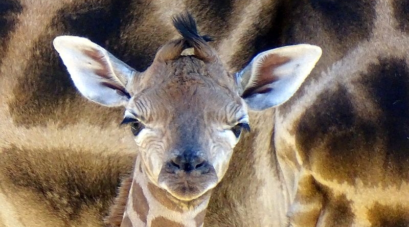 alt-"Rothschild-Giraffe - Aktuelles Tierpark Berlin und Zoo Berlin - Freunde Hauptstadtzoos - Förderverein"