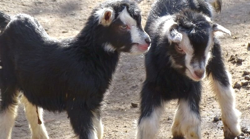 Thüringer Waldziege - Zwillinge - Aktuelles Tierpark Berlin und Zoo Berlin - Freunde Hauptstadtzoos - Förderverein