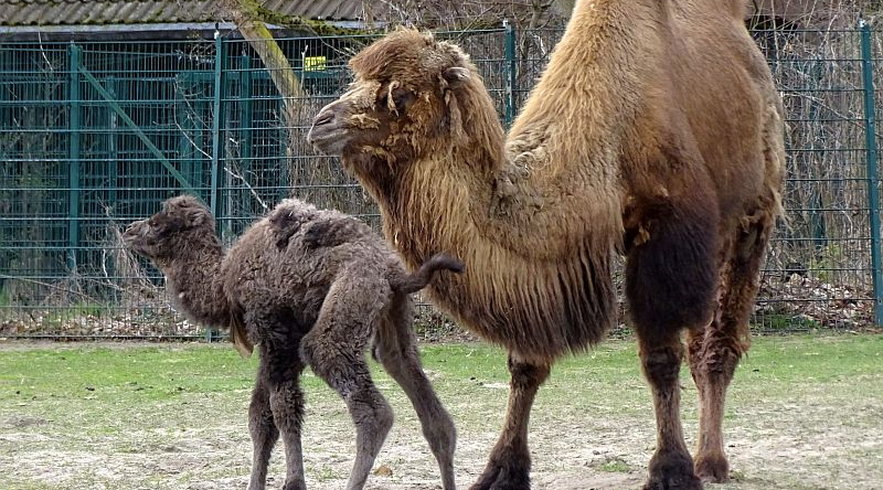 Trampeltierfohlen im Tierpark Berlin