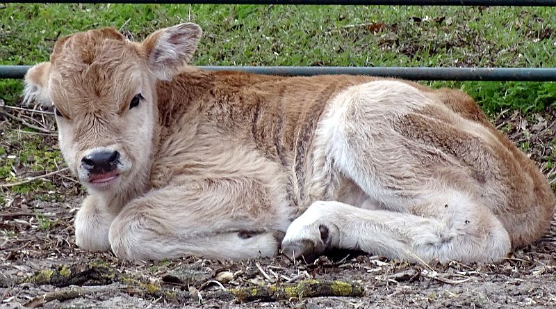 Ungarisches Steppenrind -  Aktuelles Tierpark Berlin und Zoo Berlin - Freunde Hauptstadtzoos - Förderverein