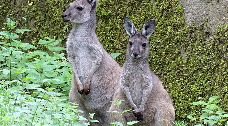 Westliches Grauen Riesenkänguru im Tierpark Berlin - Aktuelles aus Zoo Berlin und Tierpark Berlin - Freunde Hauptstadtzoos