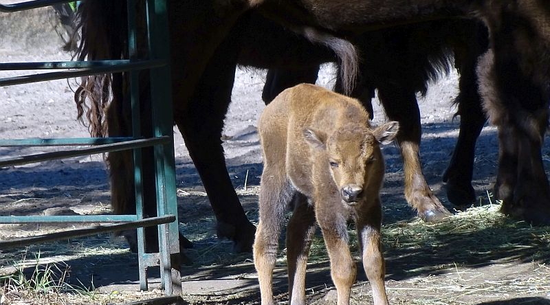 Wisent - Tierpark Berlin - Aktuelles - Freunde Hauptstadtzoos - Förderverein