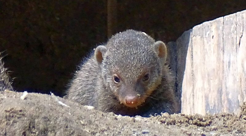 alt-"Zebramanguste - Aktuelles Tierpark Berlin und Zoo Berlin - Freunde Hauptstadtzoos - Förderverein"