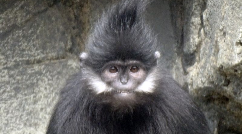 Francois-Langur - Himalaya -  Aktuelles Tierpark Berlin und Zoo Berlin - Freunde Hauptstadtzoos - Förderverein