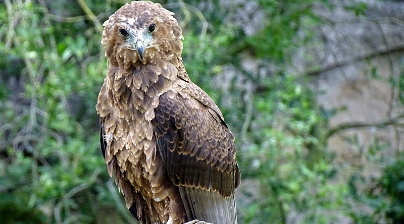 Gaukler - Jungvogel -  Aktuelles Tierpark Berlin und Zoo Berlin - Freunde Hauptstadtzoos - Förderverein