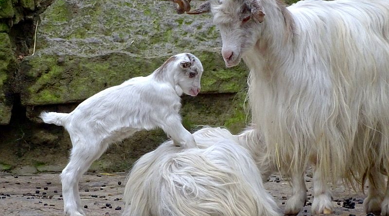Girgentana-Ziege - Aktuelles Tierpark Berlin und Zoo Berlin - Freunde Hauptstadtzoos - Förderverein