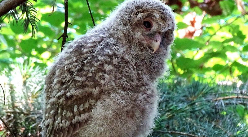 Junger Habichtskauz im Tierpark Berlin