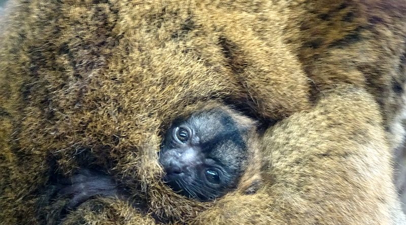 Halsbandmaki -  Aktuelles Tierpark Berlin und Zoo Berlin - Freunde Hauptstadtzoos - Förderverein