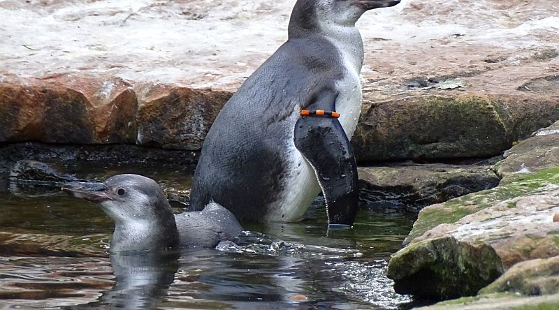Zwei junge Humboldt-Pinguine im Zoo Berlin.