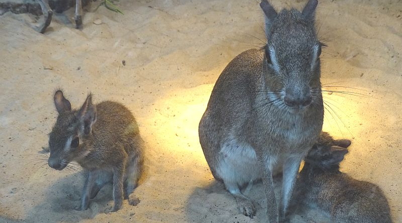 Kleiner Mara - Zwergmara - Kleiner Pampashase - Aktuelles Tierpark Berlin und Zoo Berlin - Freunde Hauptstadtzoos - Förderverein