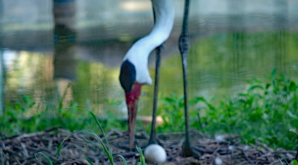 alt-"Klunkerkranich - Aktuelles Tierpark Berlin und Zoo Berlin - Freunde Hauptstadtzoos - Förderverein"