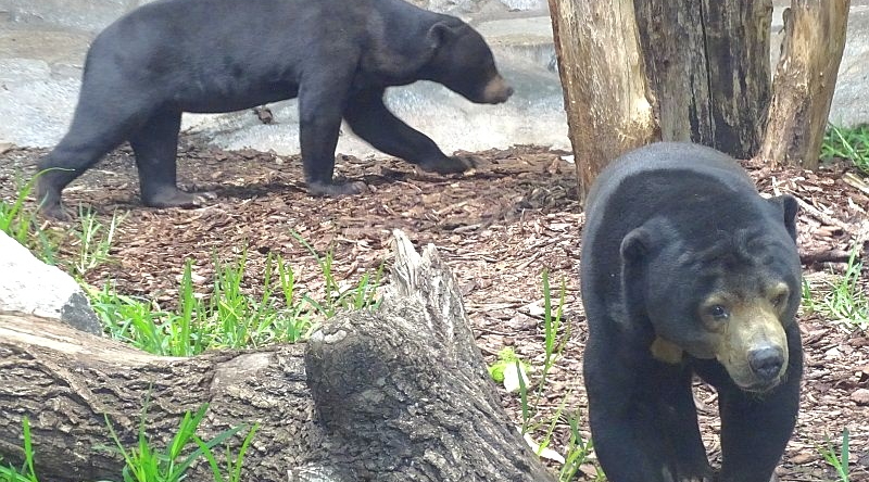 Malaienbär - Sonnenbär - Aktuelles aus Tierpark Berlin und Zoo Berlin - Freunde Hauptstadtzoos - Förderverein