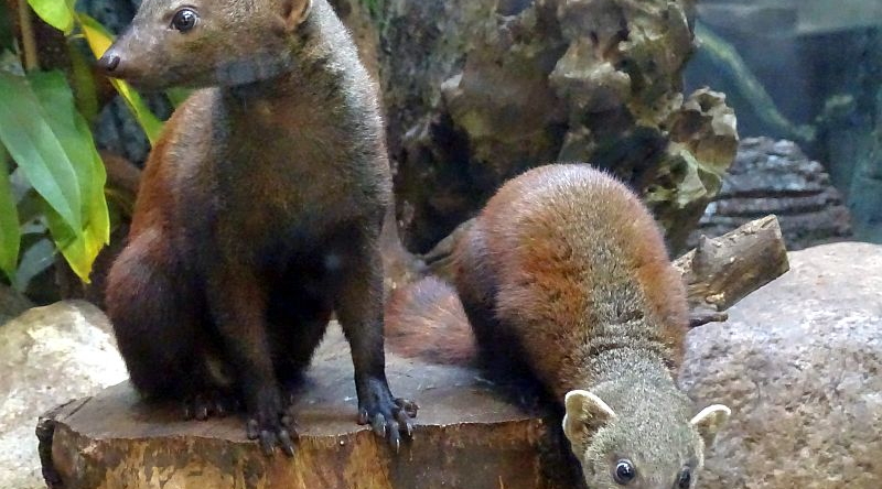 Ringelschwanzmungo - Raubtierhaus - Reich der Jäger -  Aktuelles Tierpark Berlin und Zoo Berlin - Freunde Hauptstadtzoos - Förderverein