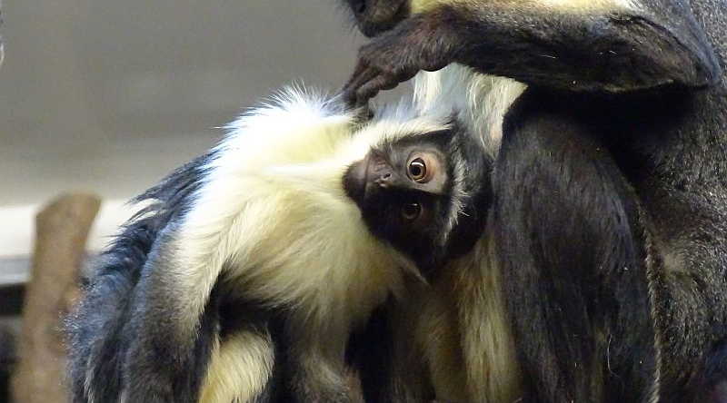 alt-"Roloway-Meerkatze - Aktuelles Tierpark Berlin und Zoo Berlin - Freunde Hauptstadtzoos - Förderverein"