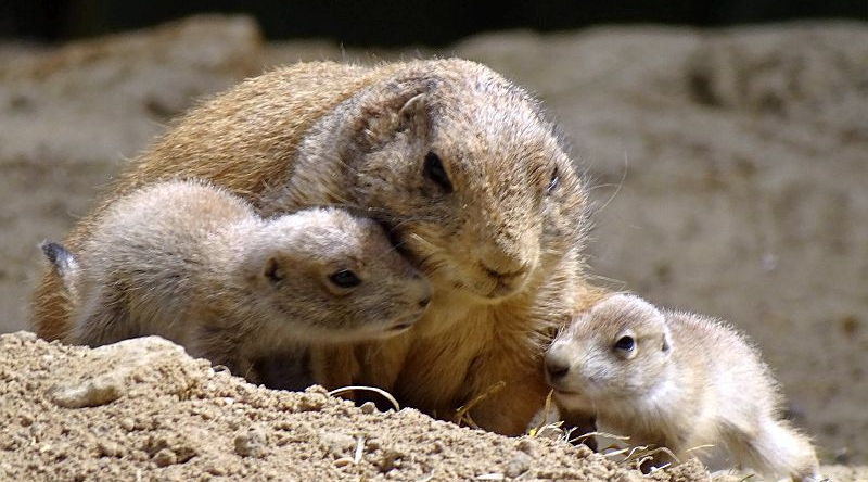 Schwarzschanz-Präriehunde -  Aktuelles Tierpark Berlin und Zoo Berlin - Freunde Hauptstadtzoos - Förderverein