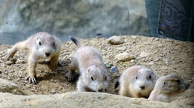 alt-"Schwarzschwanz-Präriehunde - Aktuelles Tierpark Berlin und Zoo Berlin - Freunde Hauptstadtzoos - Förderverein"