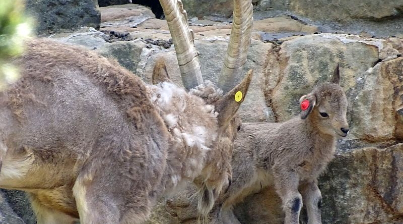 Sibirischer Steinbock mit Jungtier auf Felsen im Zoo Berlin