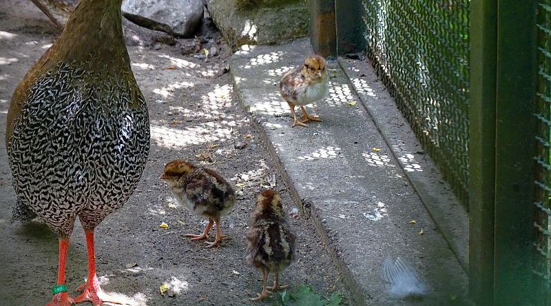 Silberfasan - Aktuelles Tierpark Berlin und Zoo Berlin - Freunde Hauptstadtzoos - Förderverein