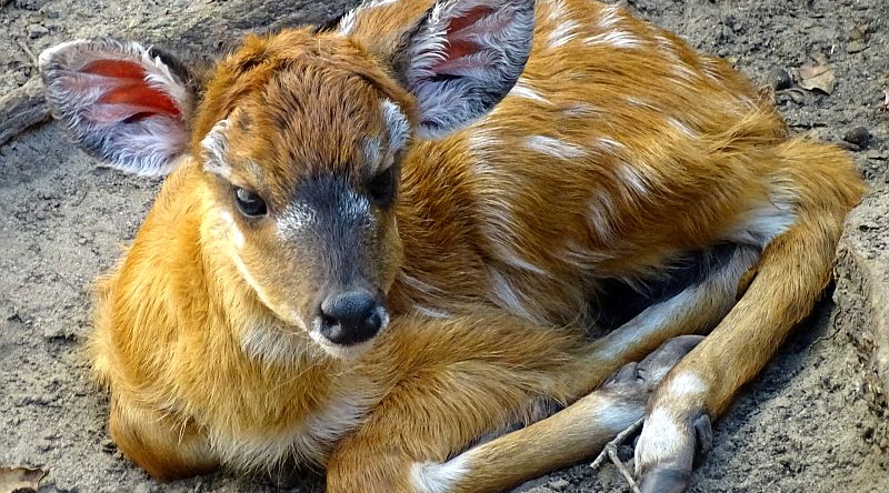 Liegendes Sitatunga-Jungtier im Zoo Berlin