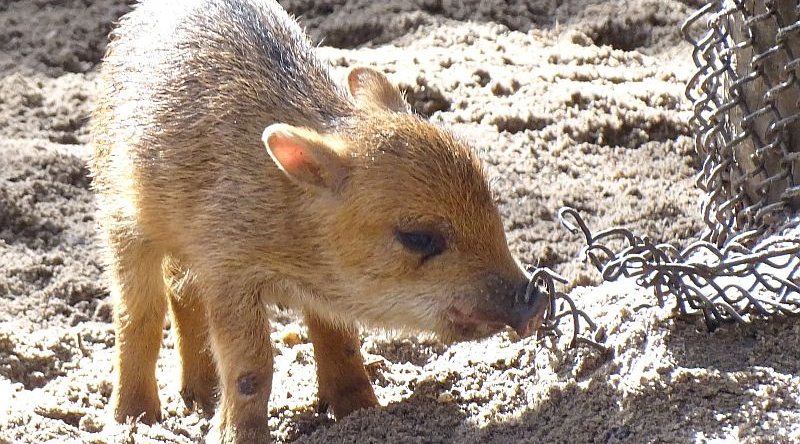 Weißbartpekari - Jungtier -  Aktuelles Tierpark Berlin und Zoo Berlin - Freunde Hauptstadtzoos - Förderverein