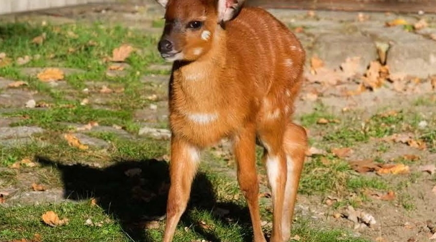 Sitatunga - Jungtier - Aktuelles Tierpark Berlin und Zoo Berlin - Freunde Hauptstadtzoos - Förderverein
