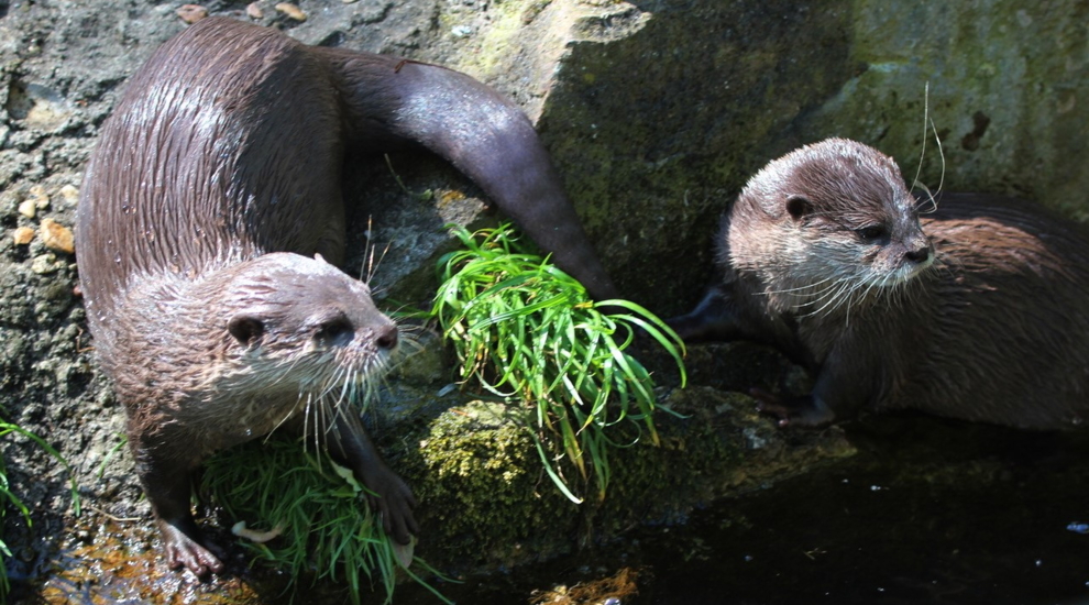 Zwergotter - Aktuelles Tierpark Berlin und Zoo Berlin - Freunde Hauptstadtzoos - Förderverein