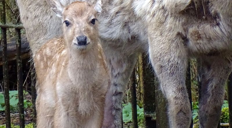 Davidshirsch - Jungtier - Tierpark Berlin und Zoo Berlin - Aktuelles - Freunde Hauptstadtzoos