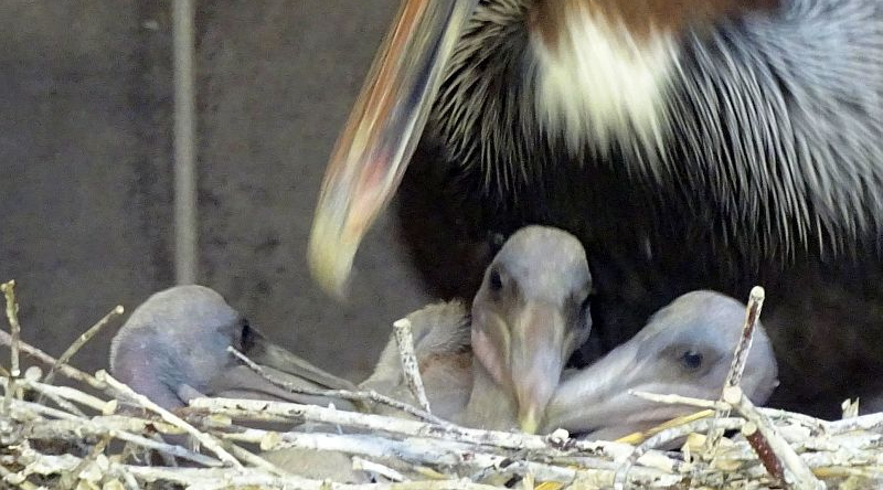 Florida-Braunpelikan - Meerespelikan - Jungtier - Tierpark Berlin - Aktuelles Tierpark Berlin und Zoo Berlin - Freunde Hauptstadtzoos - Förderverein