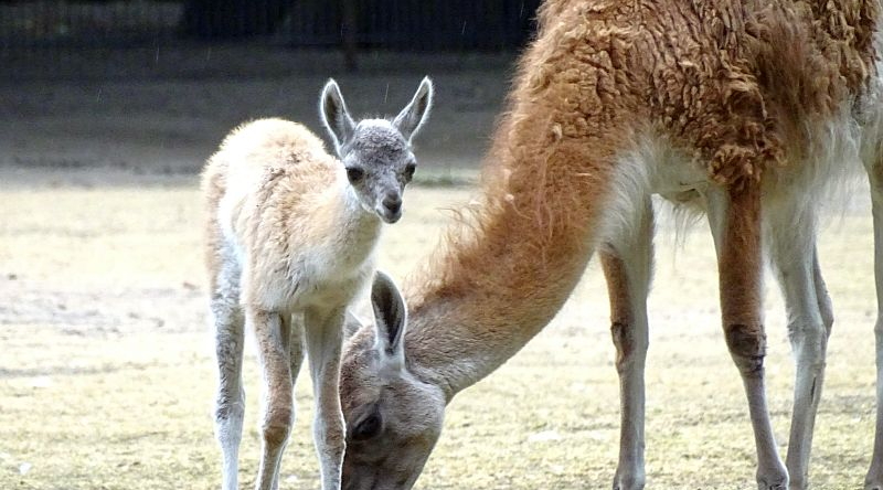 Nachwuchs bei den Guanakos im Tierpark Berlin geboren - Freunde Hauptstadtzoos - Tierpark Berlin helfen