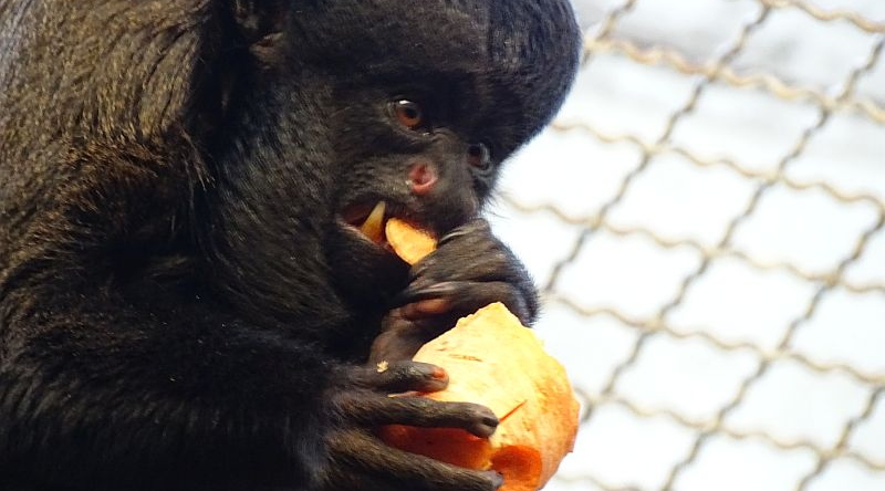 Guayana-Rotrückensaki- Aktuelles Tierpark Berlin und Zoo Berlin - Freunde Hauptstadtzoos - Förderverein