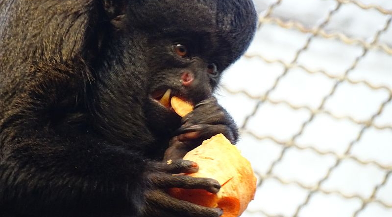 Guayana-Rotrückensaki-  Aktuelles Tierpark Berlin und Zoo Berlin - Freunde Hauptstadtzoos - Förderverein