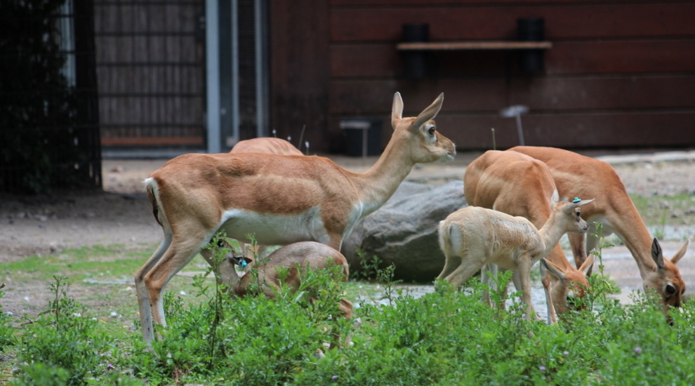 Jungtiere bei den Hirschziegenantilopen im Zoo Berlin - Freunde Hauptstadtzoos - Aktuelles aus Tierpark Berlin und Zoo Berlin