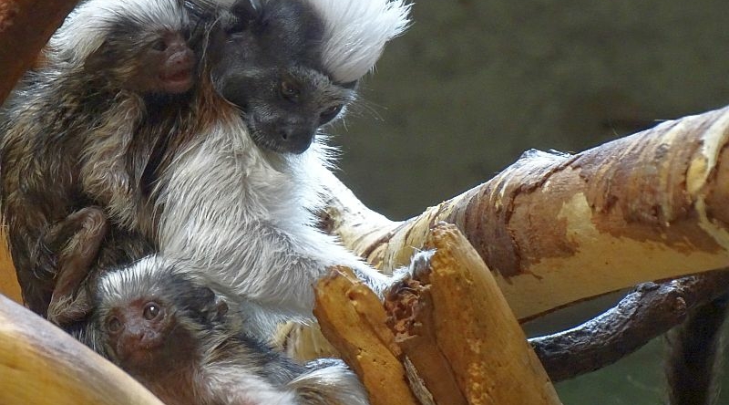 Listzäffchen -  Aktuelles Tierpark Berlin und Zoo Berlin - Freunde Hauptstadtzoos - Förderverein