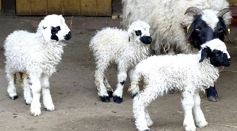 Mongolenschaf - Aktuelles Tierpark Berlin und Zoo Berlin - Freunde Hauptstadtzoos - Förderverein