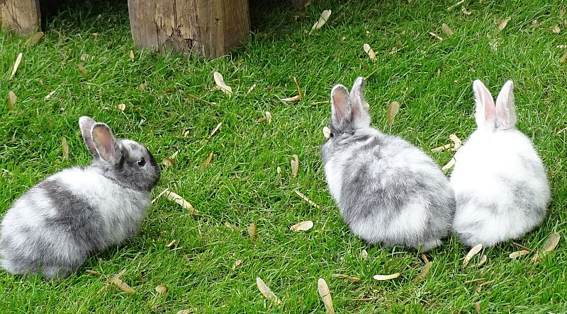 alt-"Rhönkaninchen - Aktuelles Tierpark Berlin und Zoo Berlin - Freunde Hauptstadtzoos - Förderverein"