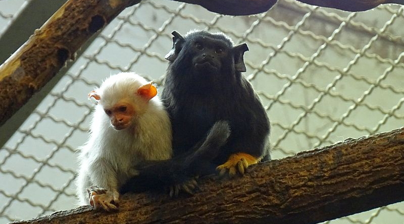 Rothandtamarin - Goldhandtamarin - Silberäffchen - Aktuelles Tierpark Berlin und Zoo Berlin - Freunde Hauptstadtzoos - Förderverein
