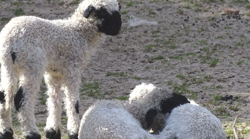 Walliser Schwarznasenschaf - Aktuelles Tierpark Berlin und Zoo Berlin - Freunde Hauptstadtzoos - Förderverein
